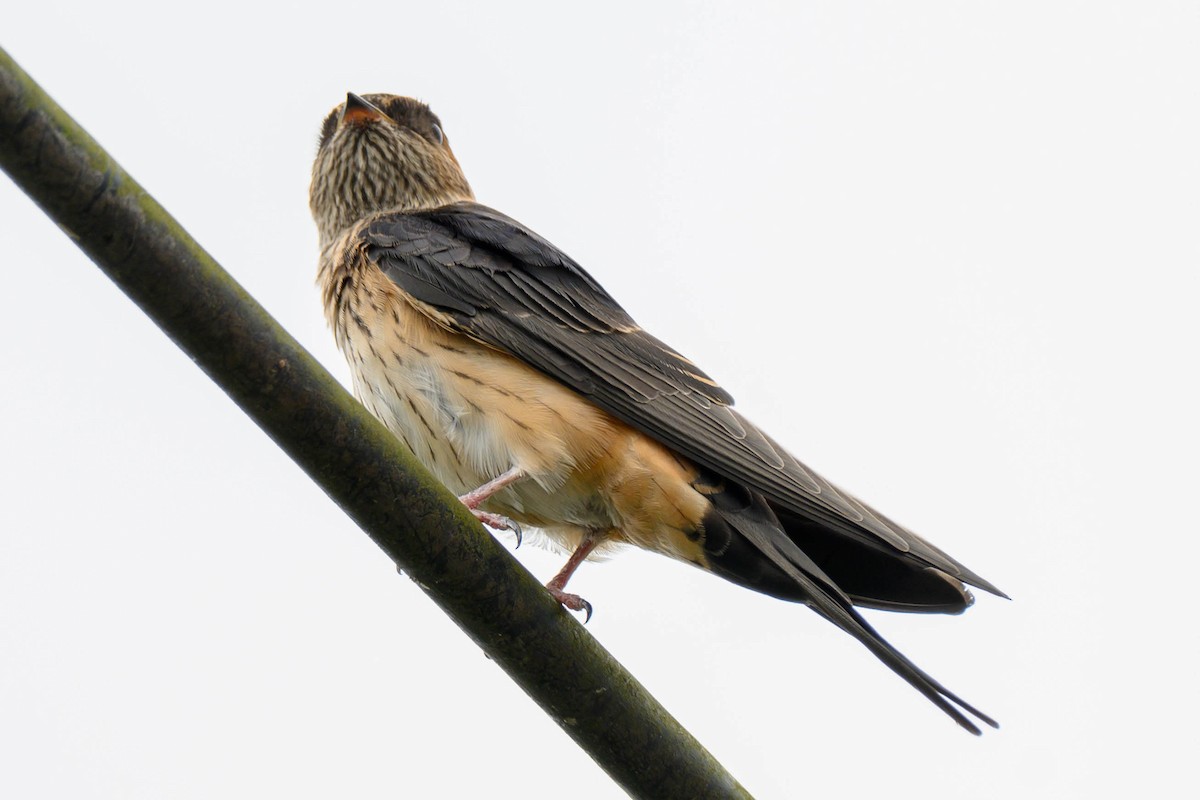 Red-rumped Swallow (Red-rumped) - ML621066707