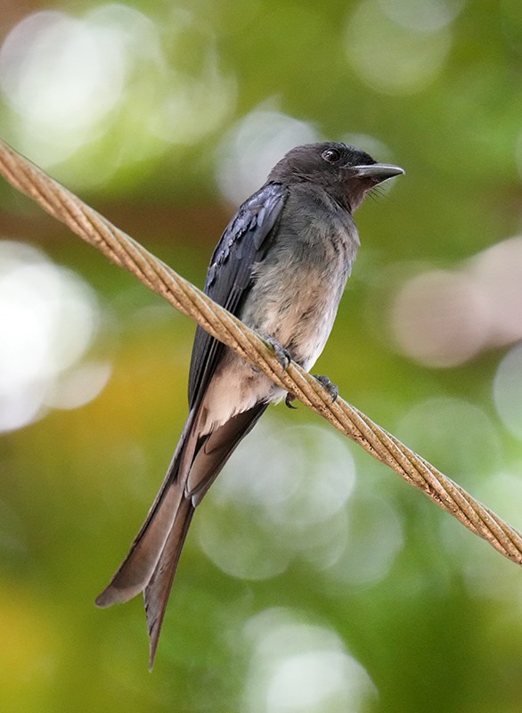 Drongo à ventre blanc - ML621066722