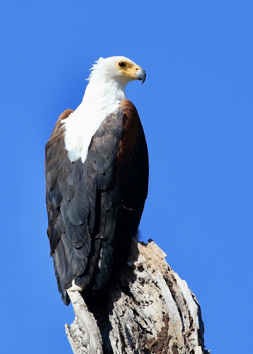 African Fish-Eagle - ML621066751