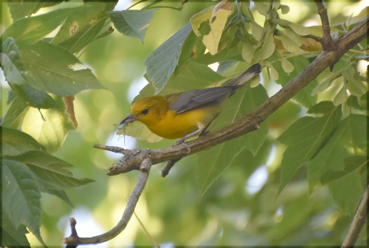 Prothonotary Warbler - ML621066759