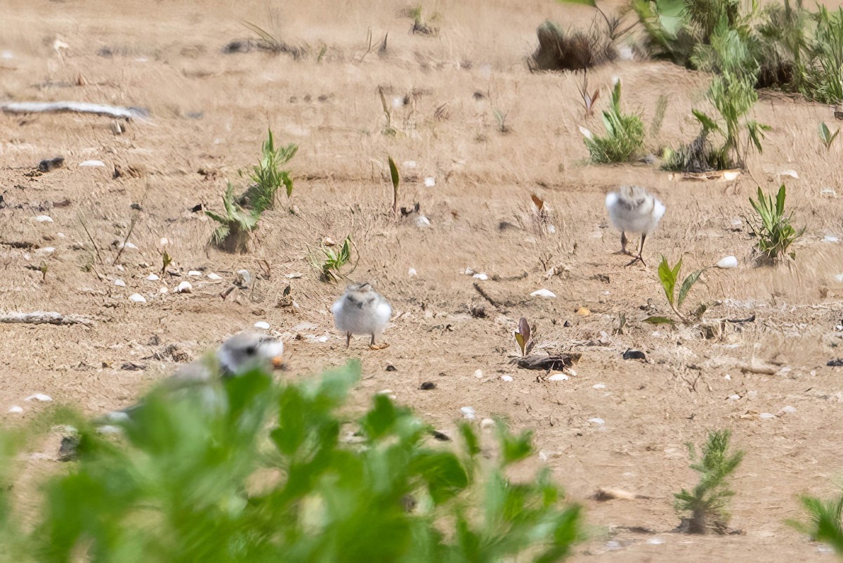 Piping Plover - ML621066760
