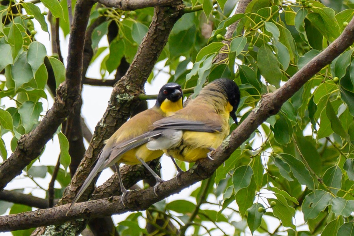 Blue-crowned Laughingthrush - ML621066764