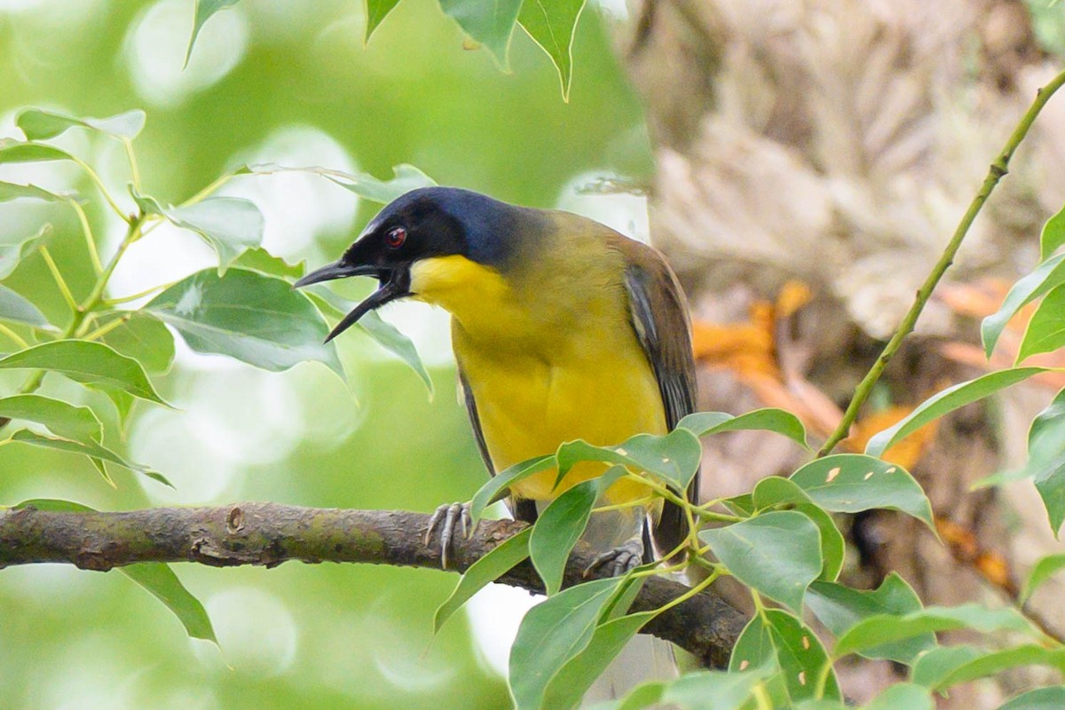 Blue-crowned Laughingthrush - ML621066770