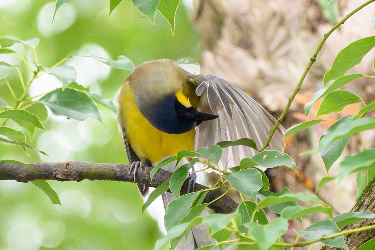Blue-crowned Laughingthrush - ML621066771