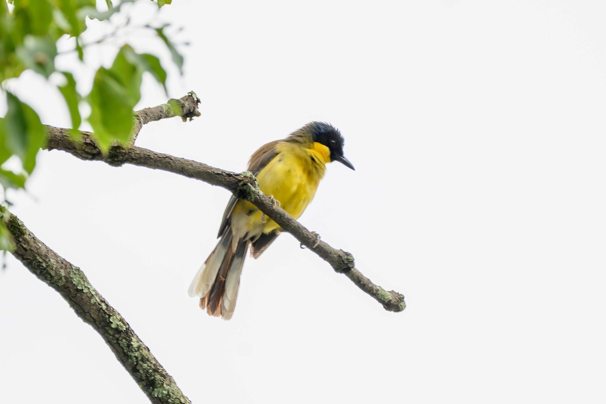 Blue-crowned Laughingthrush - ML621066772