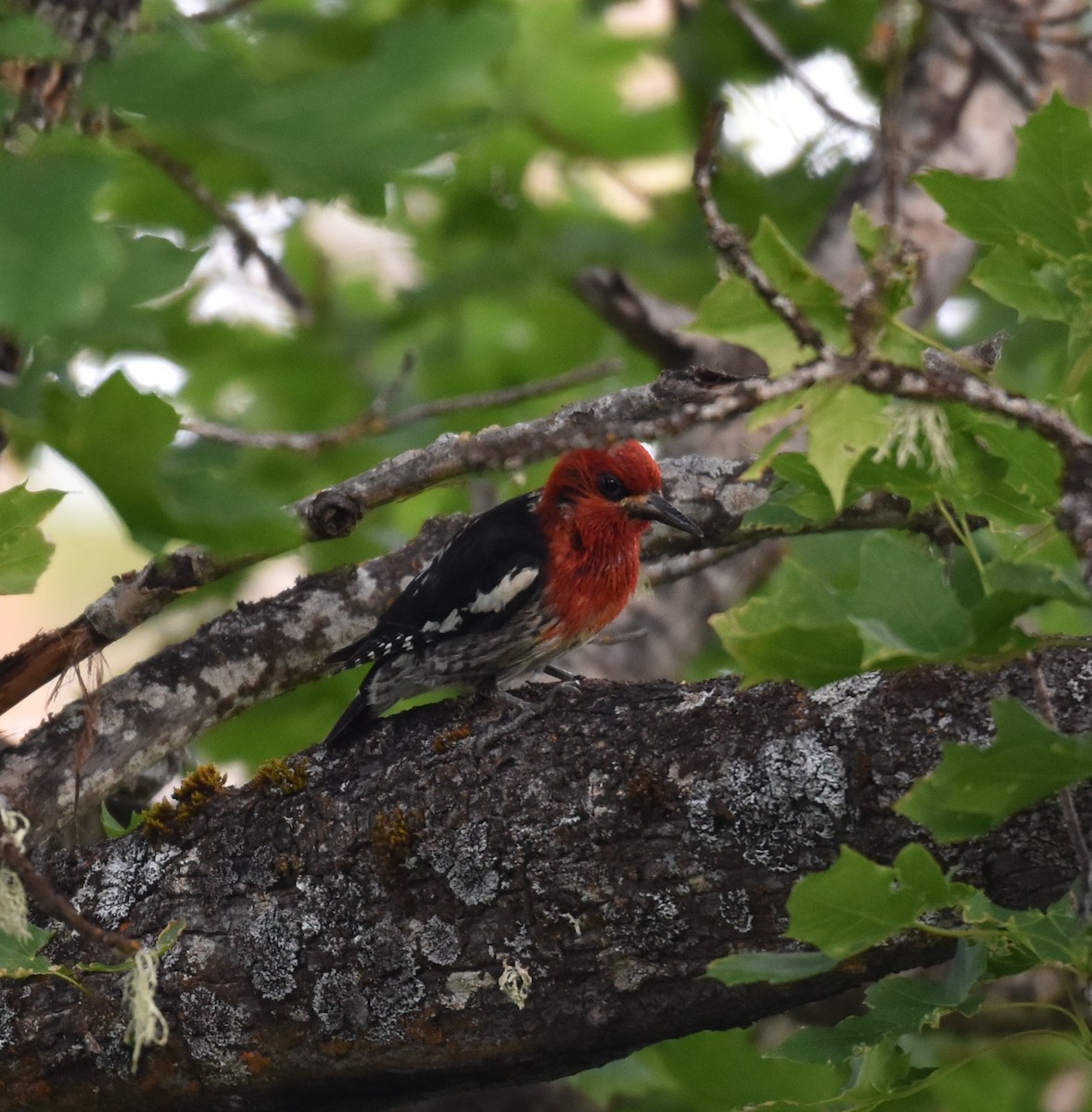 Red-breasted Sapsucker - ML621066789
