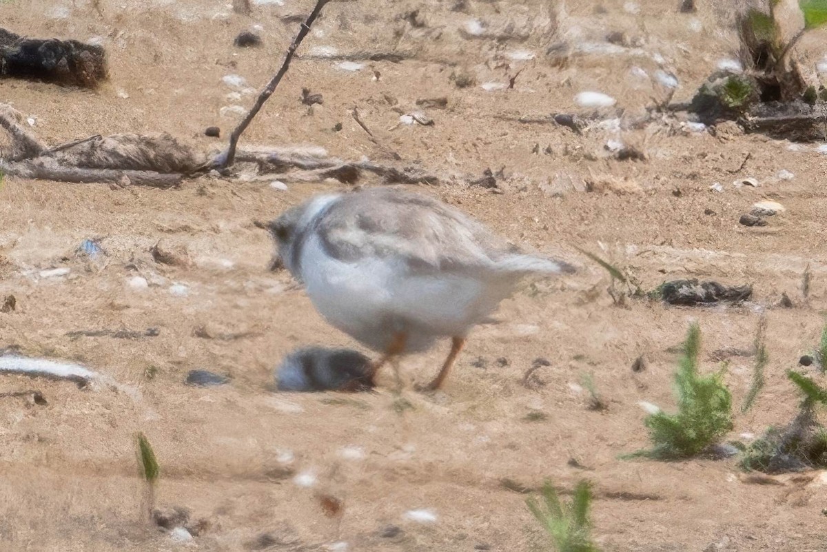 Piping Plover - ML621066799