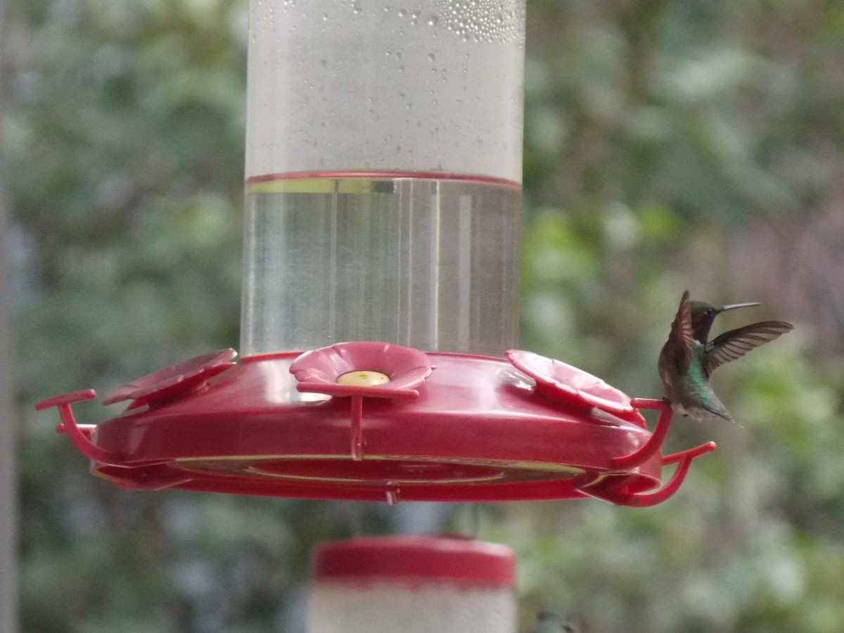 Ruby-throated Hummingbird - ML621066825