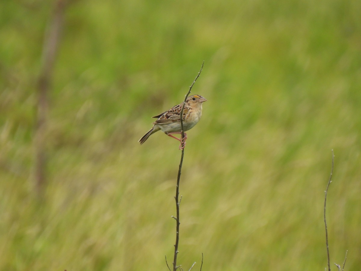 Grasshopper Sparrow - ML621066840