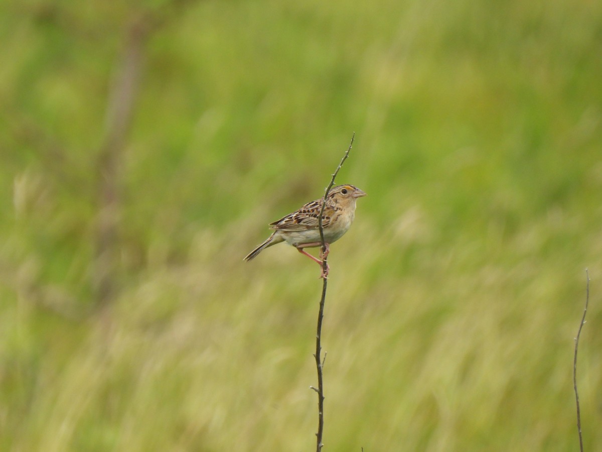 Grasshopper Sparrow - ML621066841