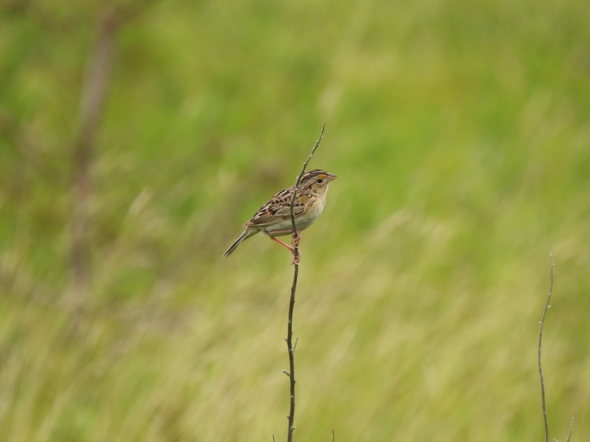 Grasshopper Sparrow - ML621066842