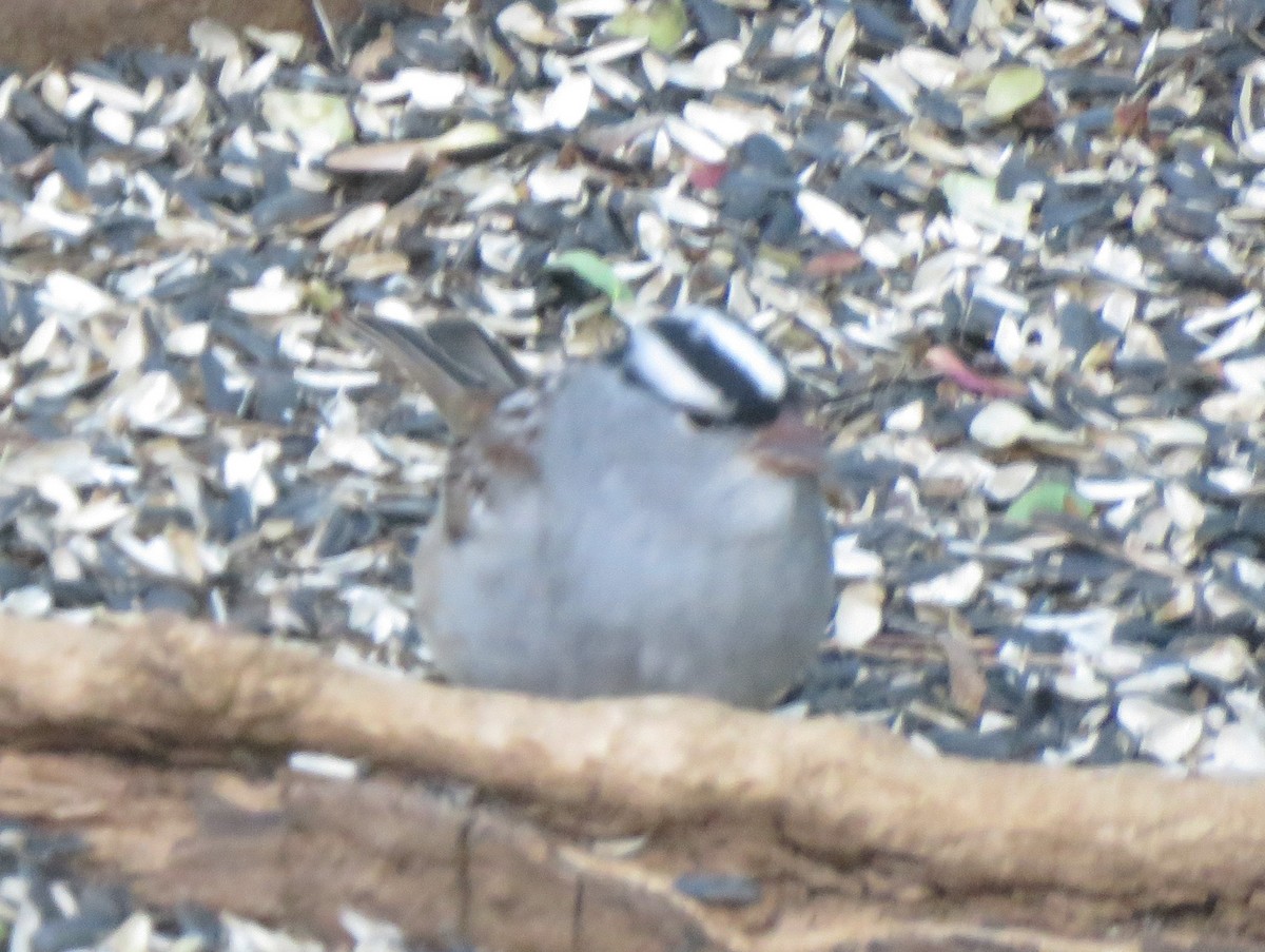 White-crowned Sparrow (Dark-lored) - ML621066850