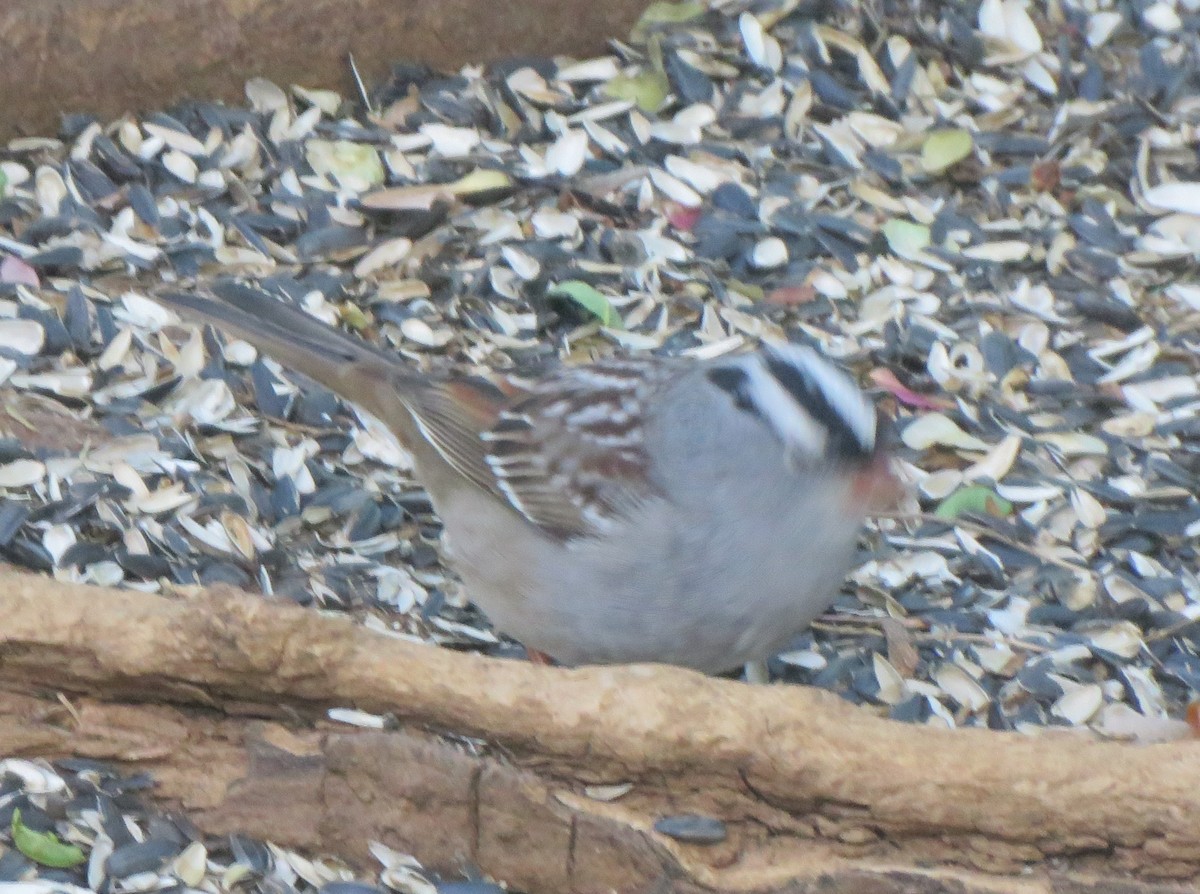 White-crowned Sparrow (Dark-lored) - James Nelson