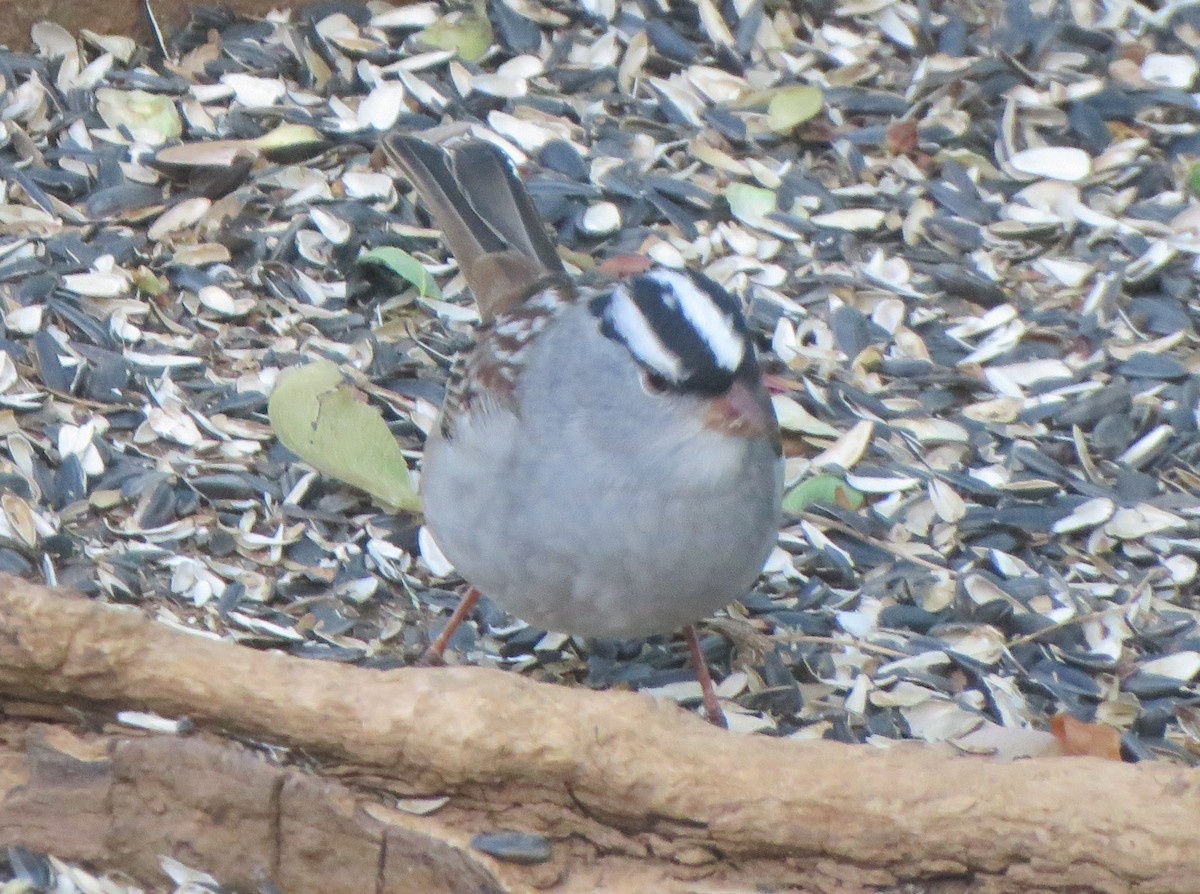 White-crowned Sparrow (Dark-lored) - ML621066852