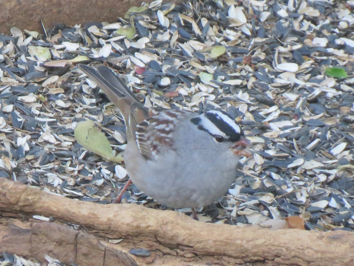 White-crowned Sparrow (Dark-lored) - ML621066853