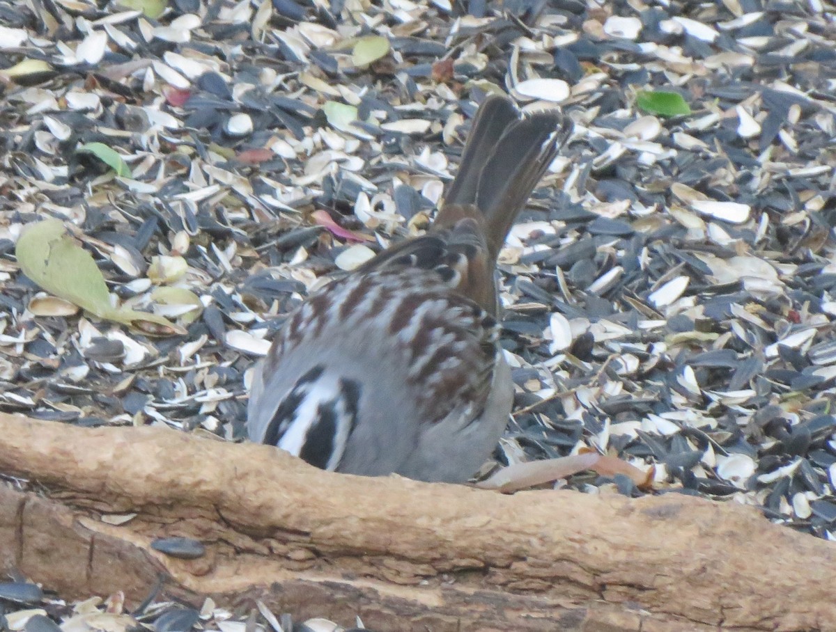 White-crowned Sparrow (Dark-lored) - ML621066854