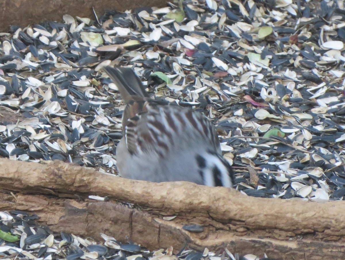 White-crowned Sparrow (Dark-lored) - ML621066855