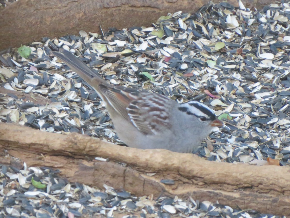 White-crowned Sparrow (Dark-lored) - ML621066856