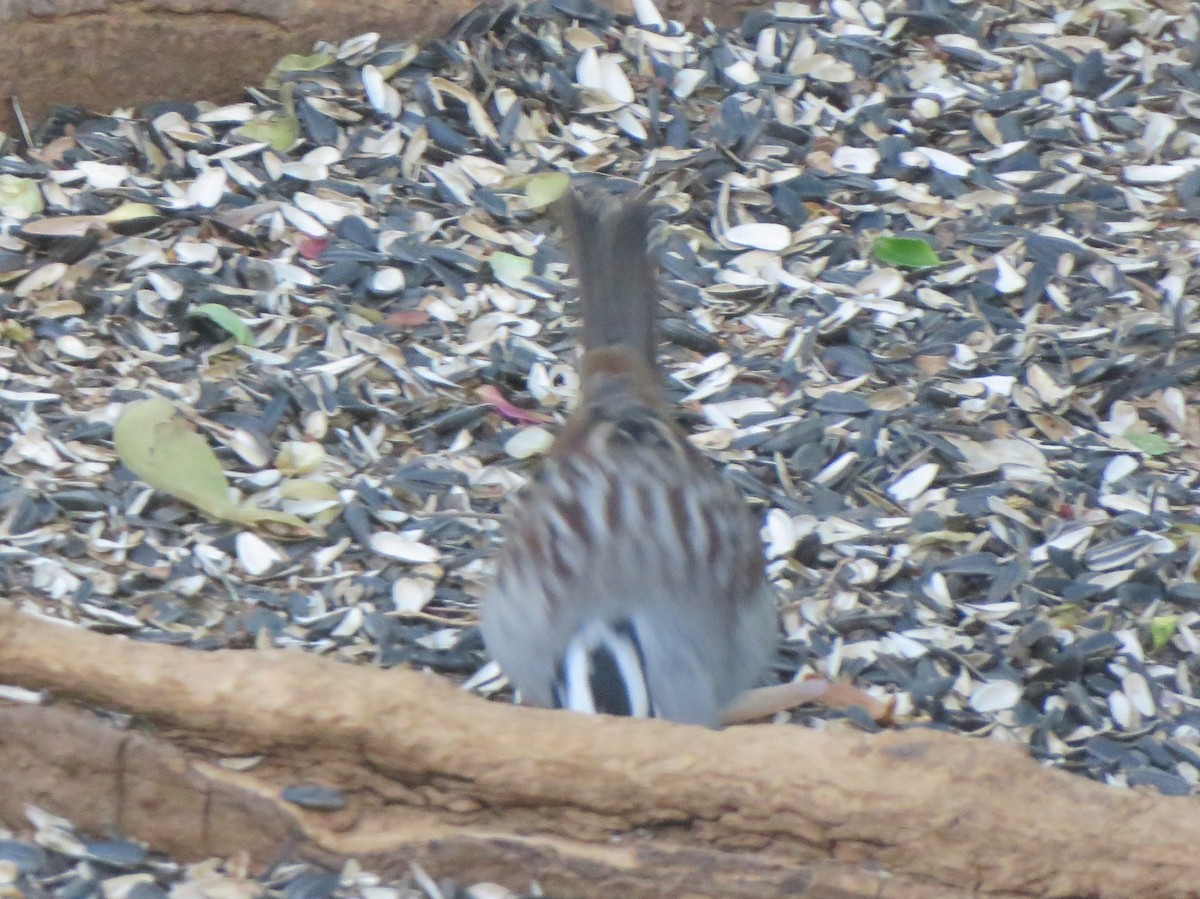 White-crowned Sparrow (Dark-lored) - ML621066857