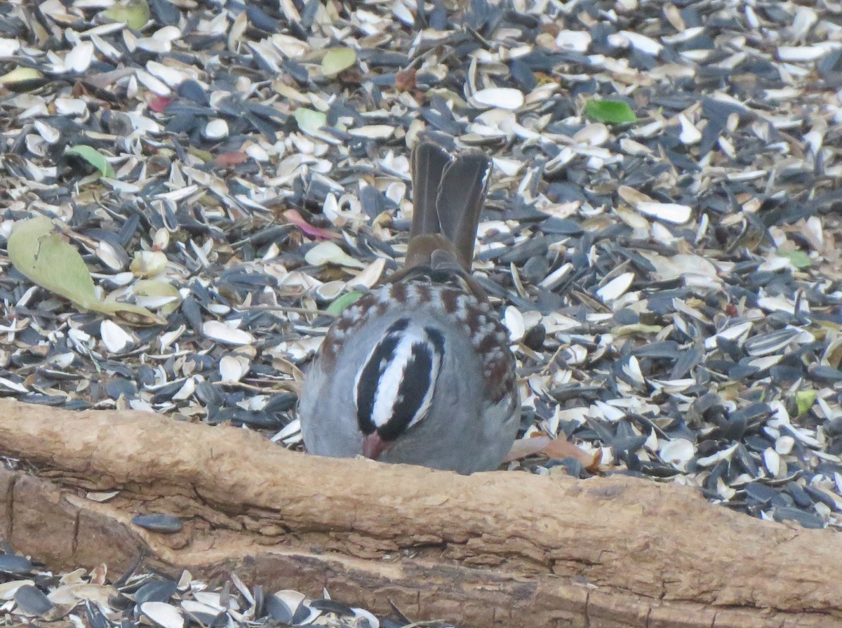 White-crowned Sparrow (Dark-lored) - ML621066858