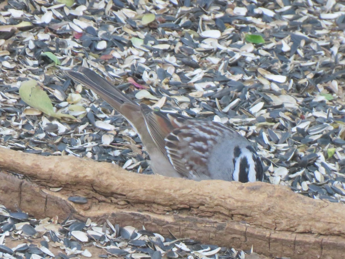 White-crowned Sparrow (Dark-lored) - ML621066859