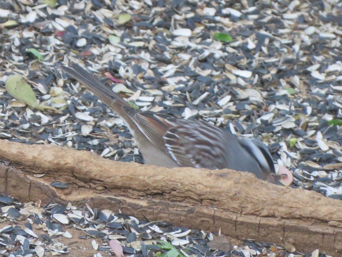 White-crowned Sparrow (Dark-lored) - ML621066860
