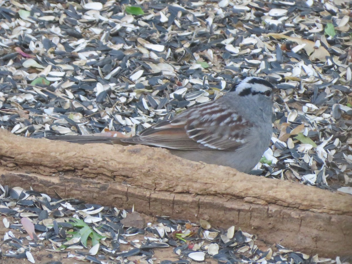 White-crowned Sparrow (Dark-lored) - ML621066861