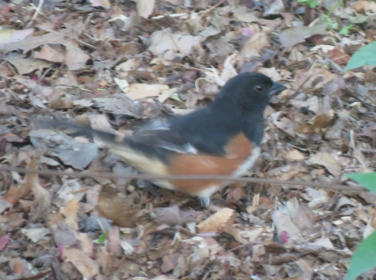 Eastern Towhee (Red-eyed) - James Nelson