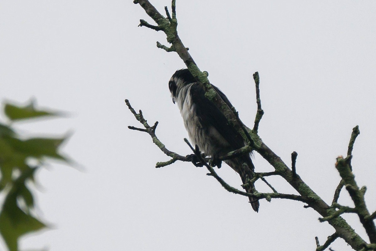 Pied Falconet - ML621066887