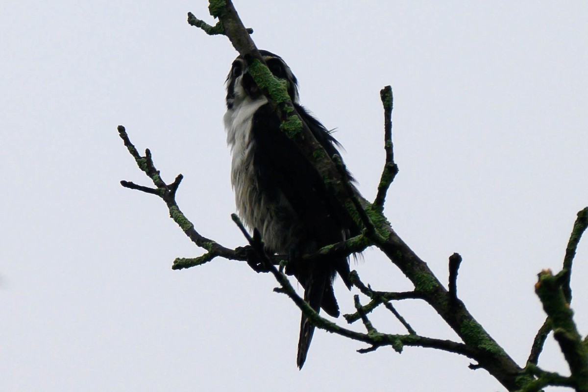 Pied Falconet - ML621066890