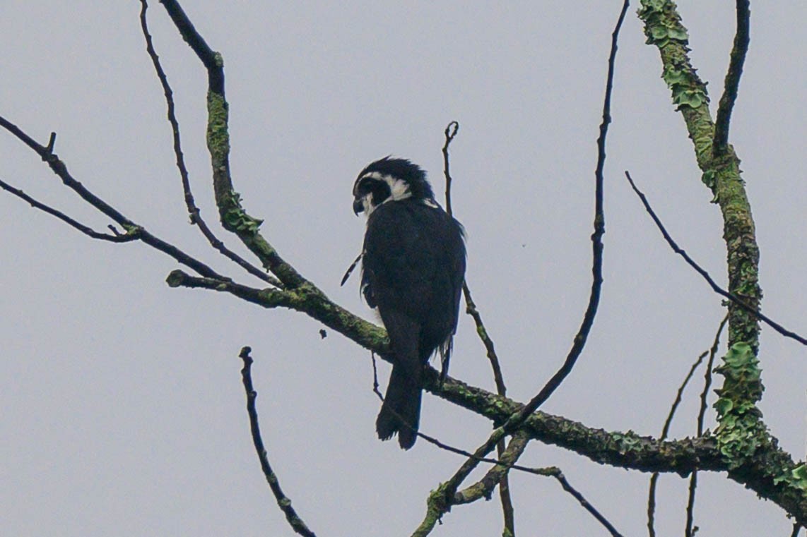 Pied Falconet - ML621066891