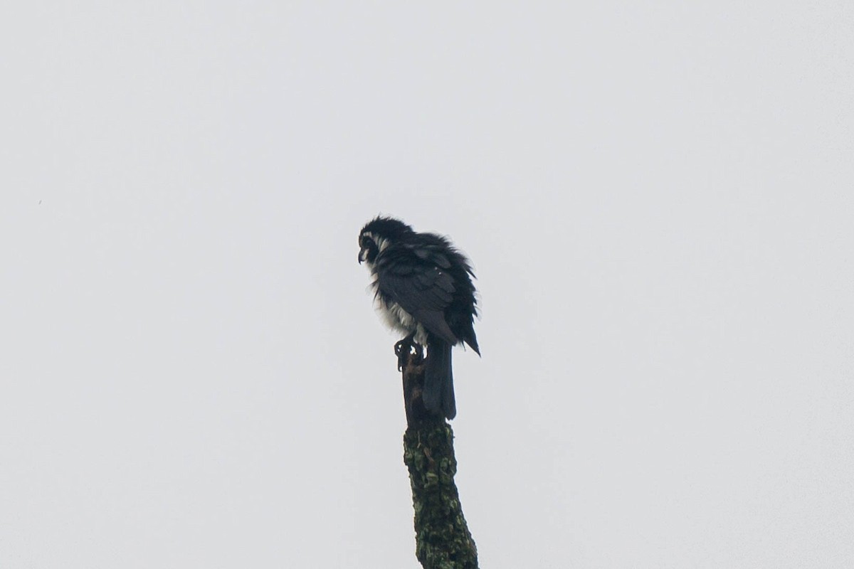 Pied Falconet - ML621066892