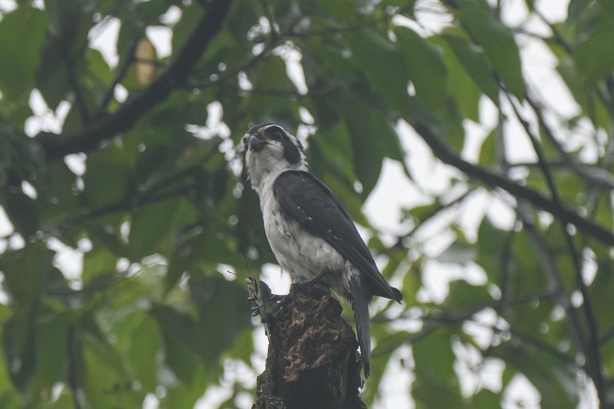 Pied Falconet - ML621066894