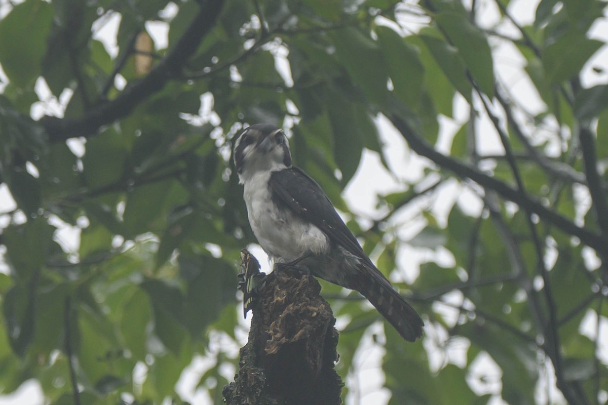 Pied Falconet - ML621066895