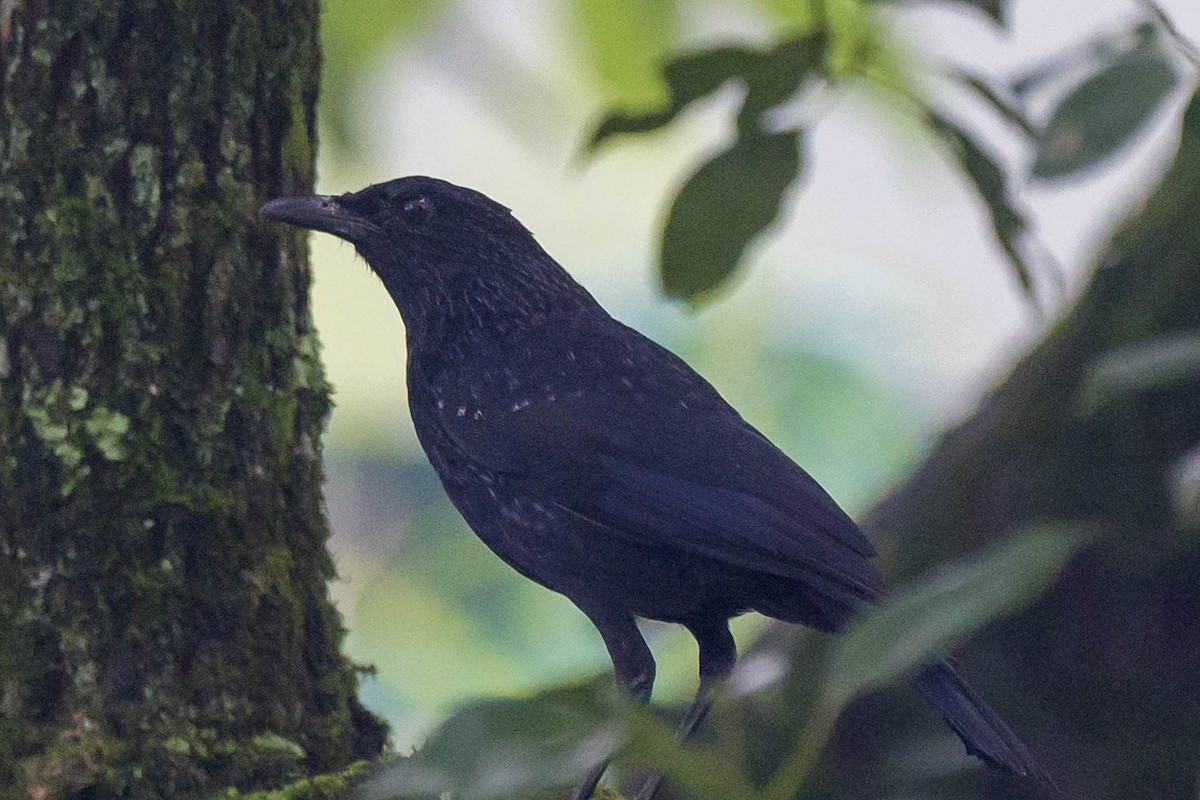 Blue Whistling-Thrush (Black-billed) - ML621066898