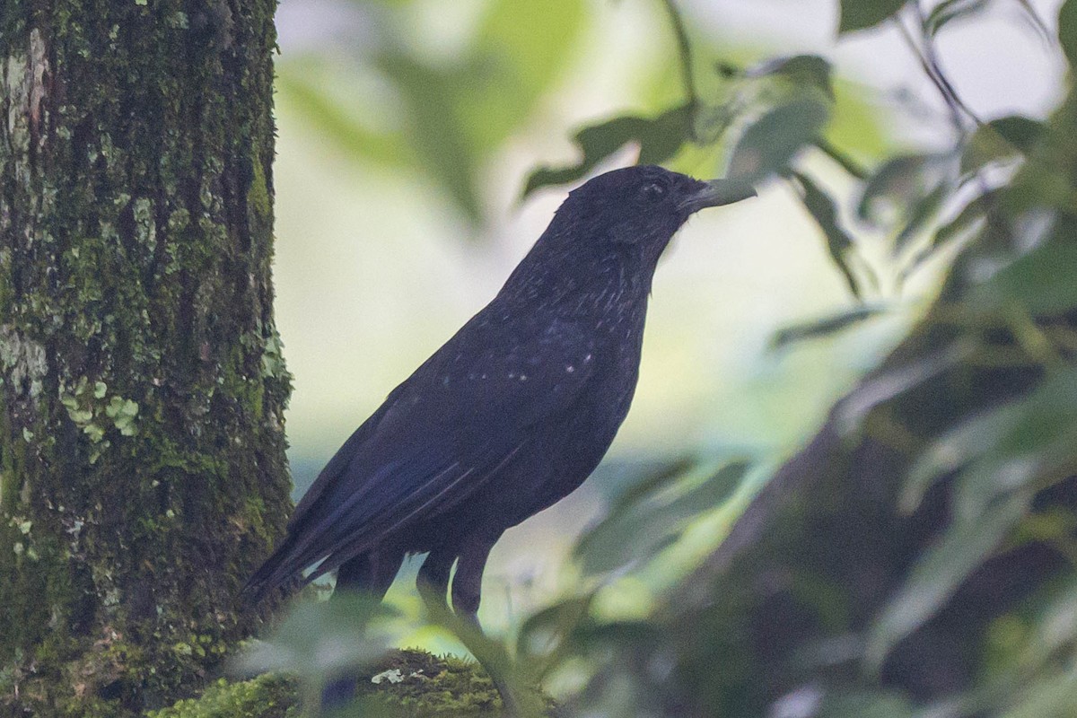 Blue Whistling-Thrush (Black-billed) - ML621066899