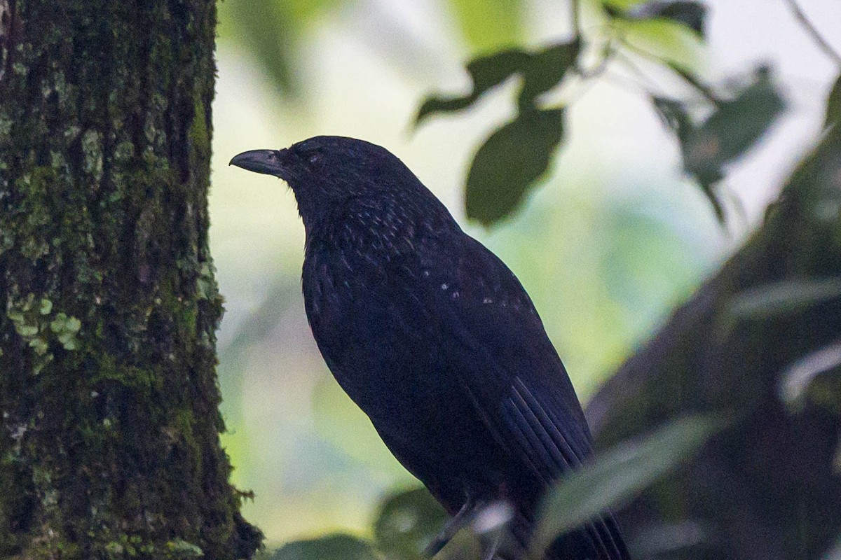 Blue Whistling-Thrush (Black-billed) - ML621066900