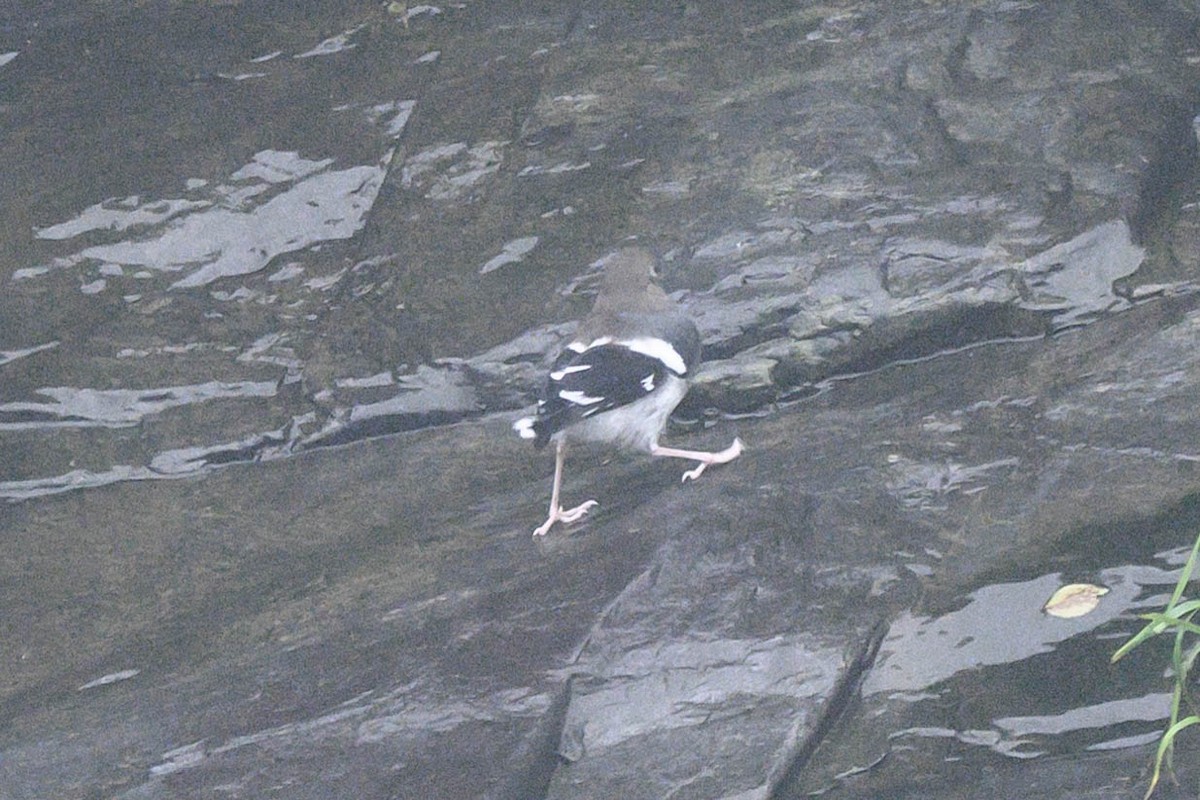 Slaty-backed Forktail - ML621066905