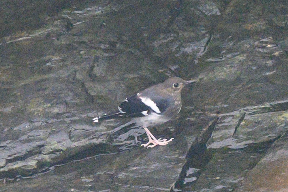 Slaty-backed Forktail - ML621066907