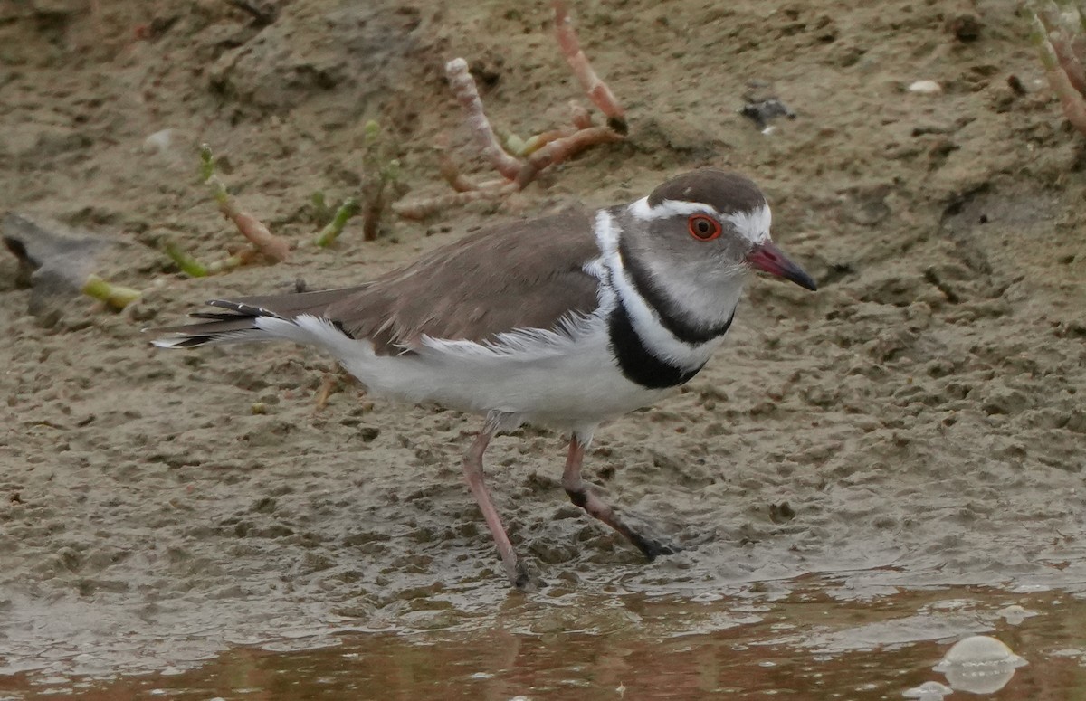 Three-banded Plover - ML621066938