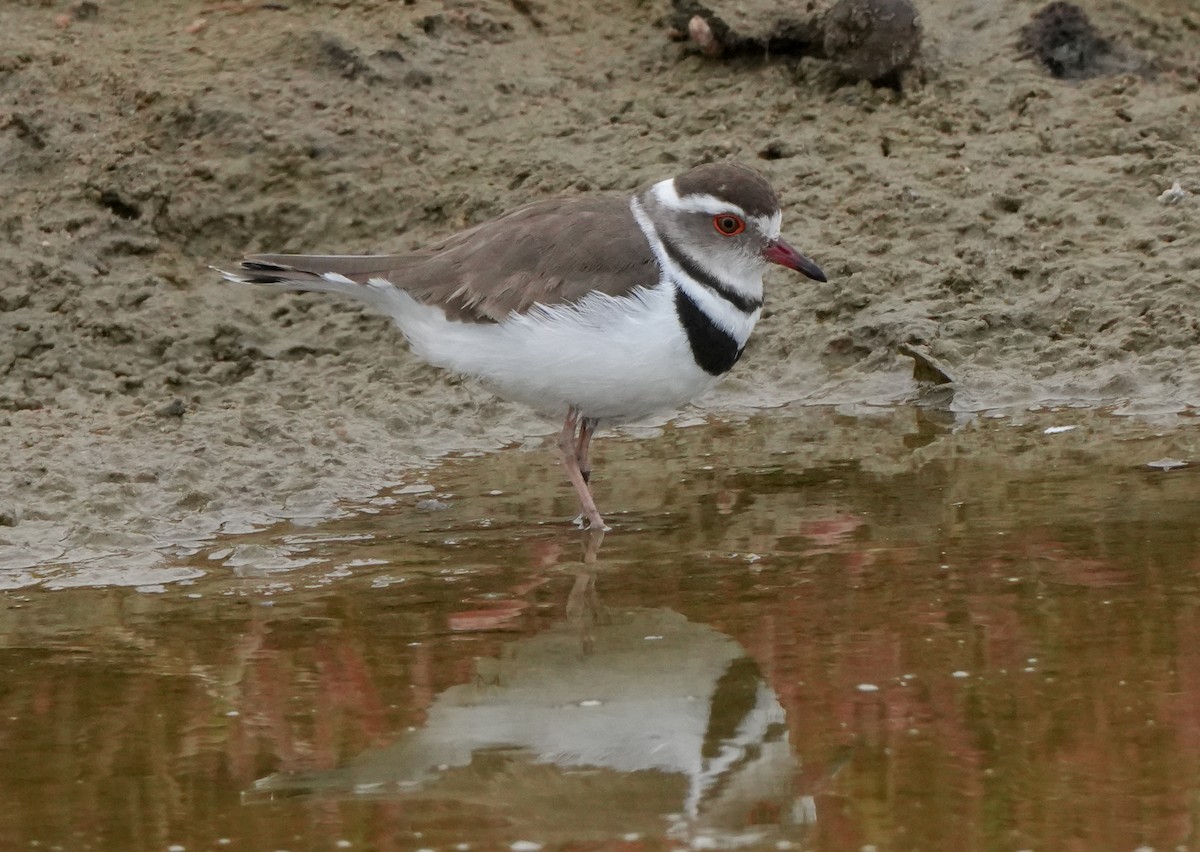 Three-banded Plover - ML621066939