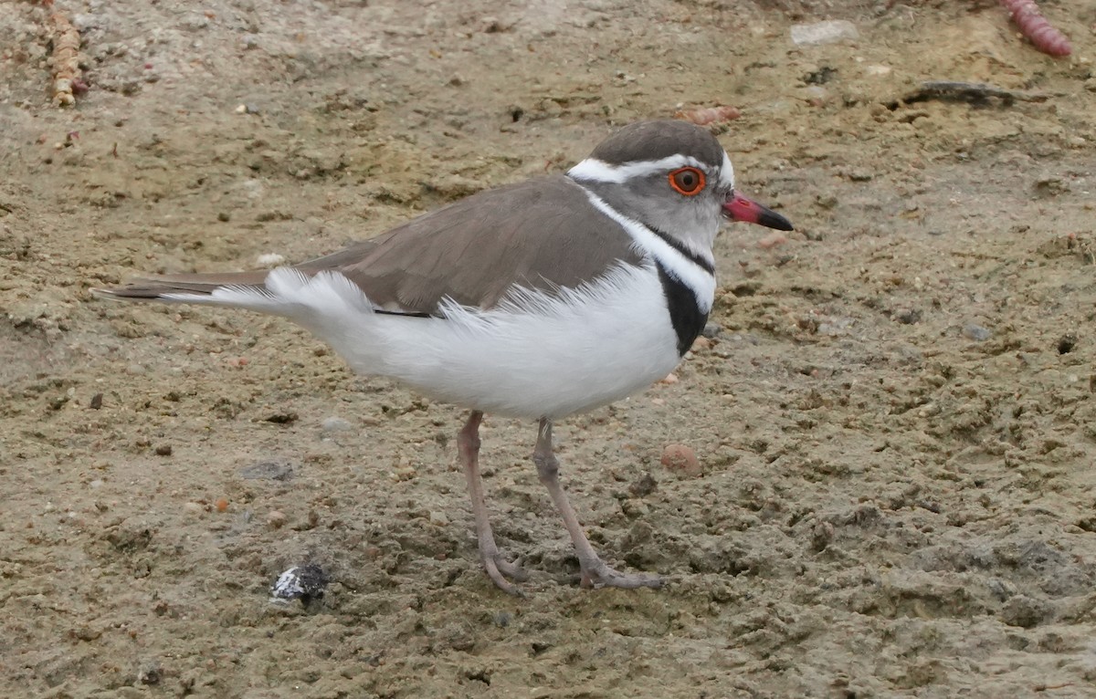 Three-banded Plover - ML621066946