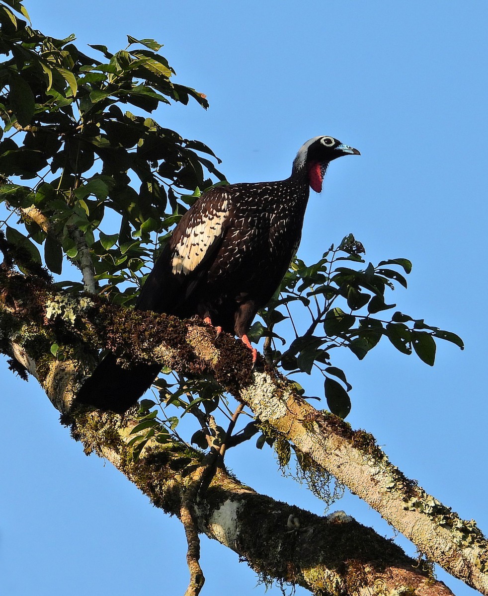 Black-fronted Piping-Guan - ML621066964