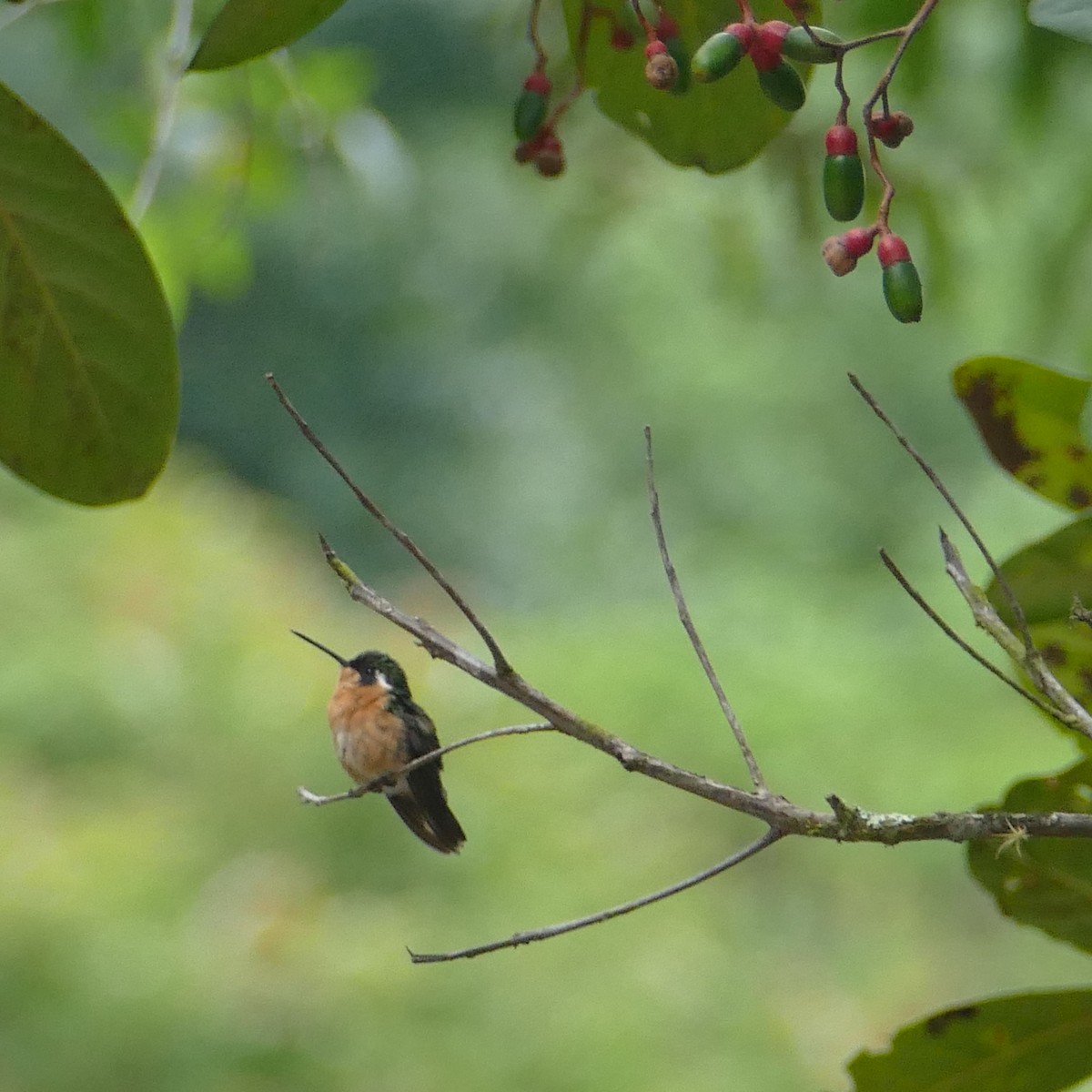kolibřík pokřovní - ML621066996
