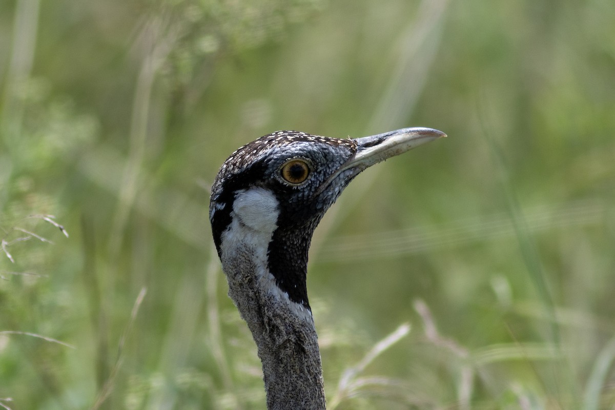 Hartlaub's Bustard - Edward Jenkins