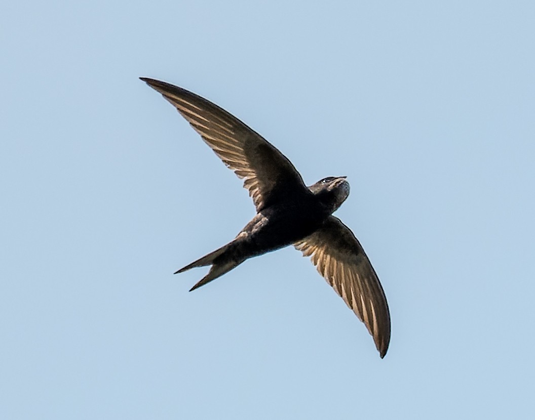 Common Swift - Alexander Naumov