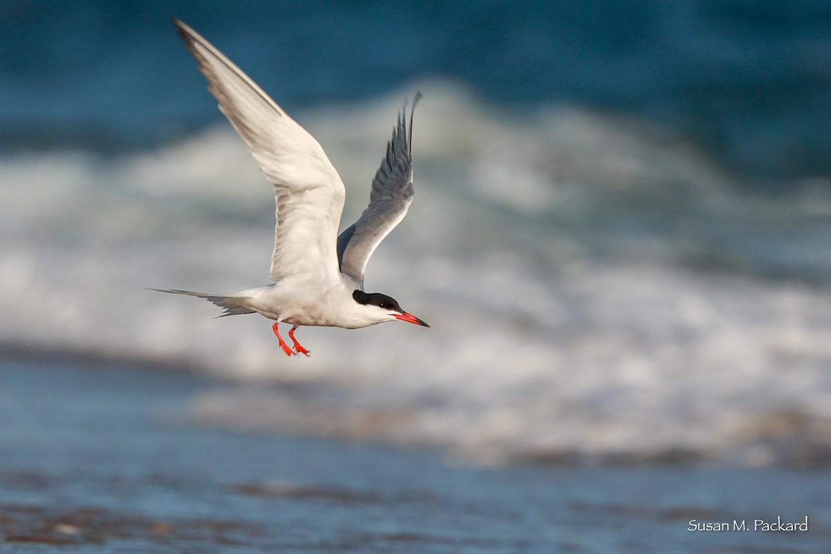 Common Tern - Susan Packard