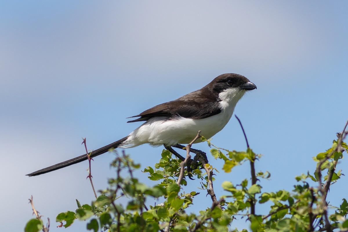 Long-tailed Fiscal - ML621067083