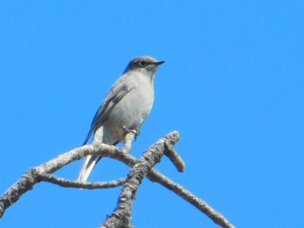 Townsend's Solitaire - ML621067103