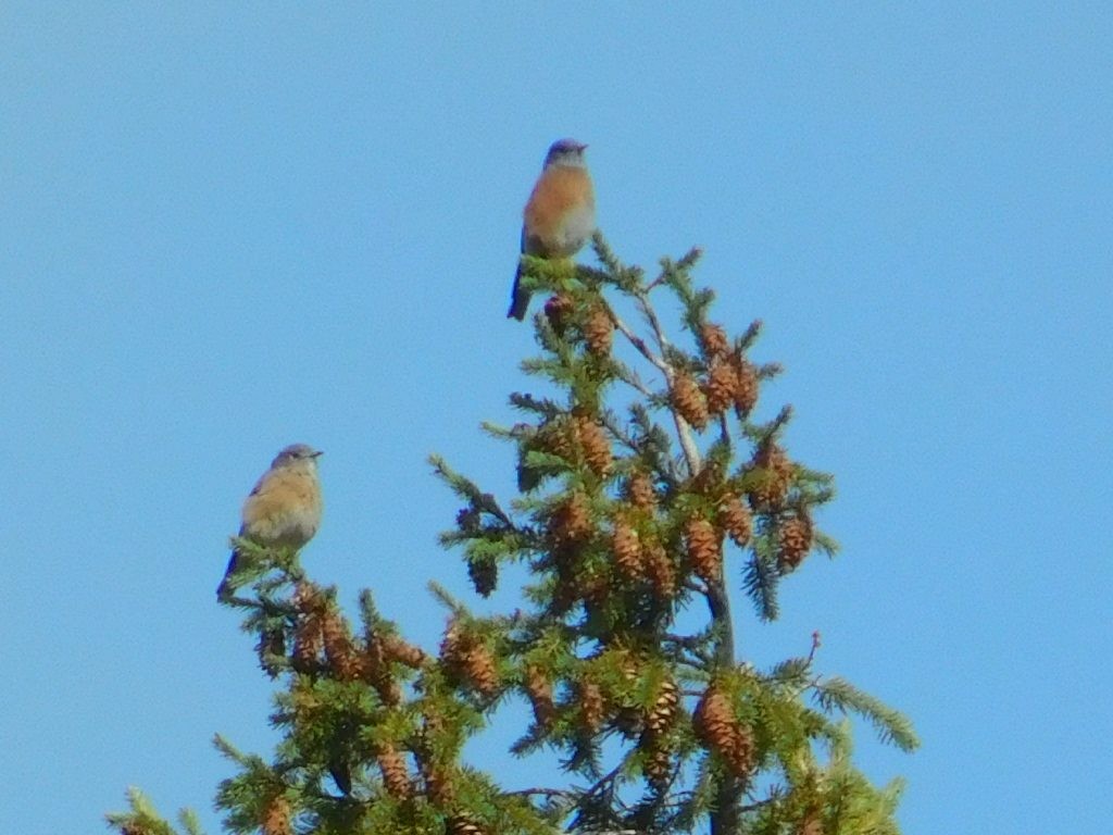 Western Bluebird - ML621067119